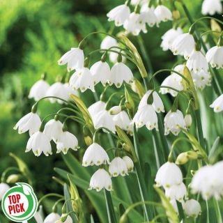 Giant Gravetye Leucojum Thumbnail